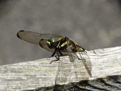 Orthetrum albistylum speciosum