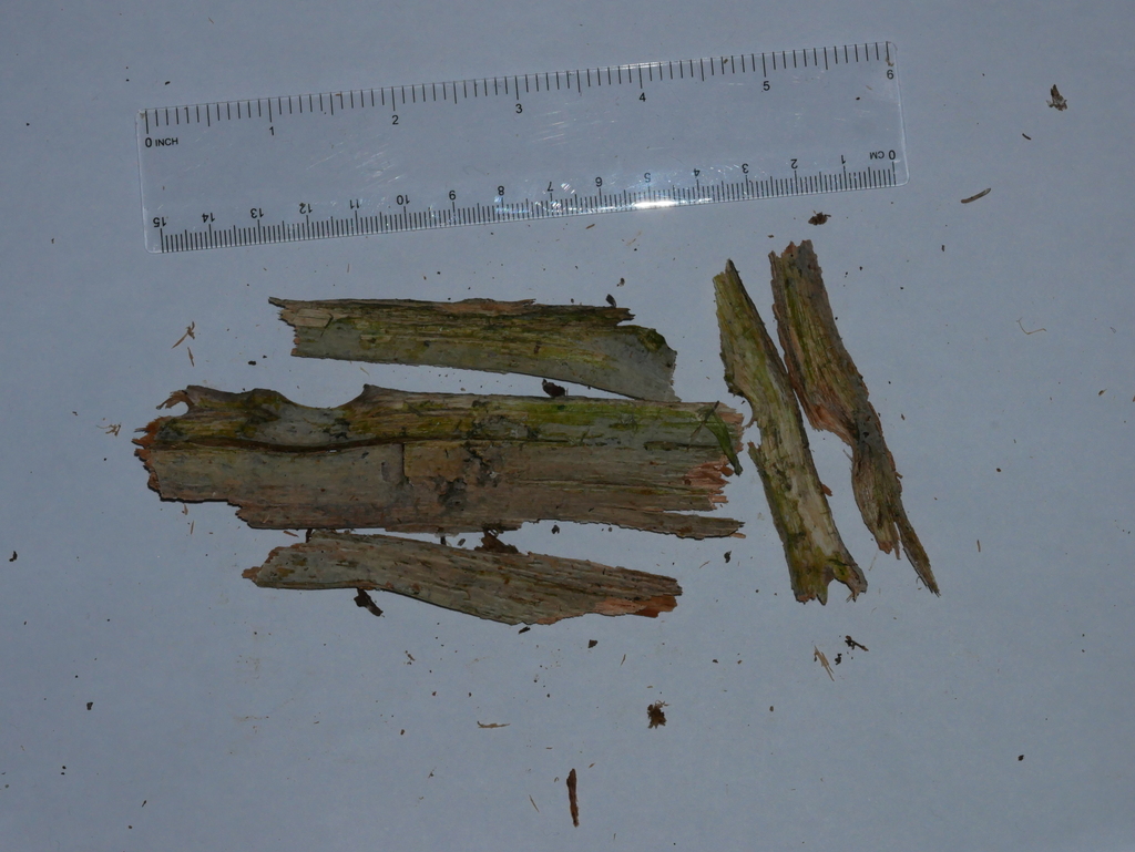 Phlebia segregata