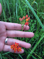 Asclepias lanceolata