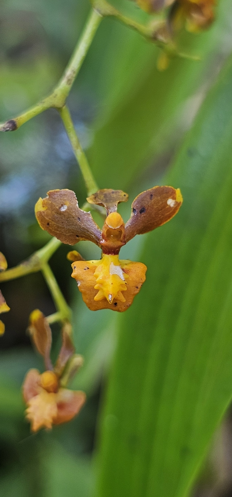 Cyrtochilum porrigens (Rchb.f.) Kraenzl. 3