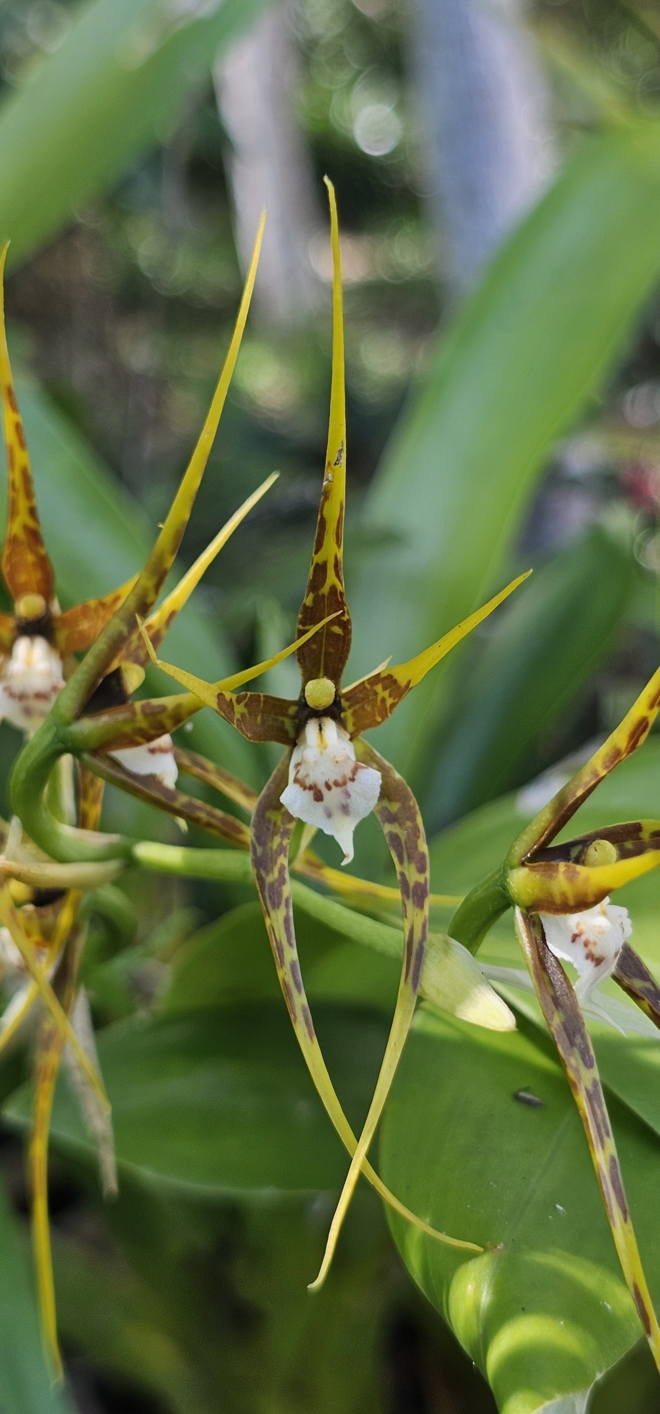 Brassia ocanensis Lindl. 2