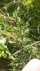 Solanum dulcamara