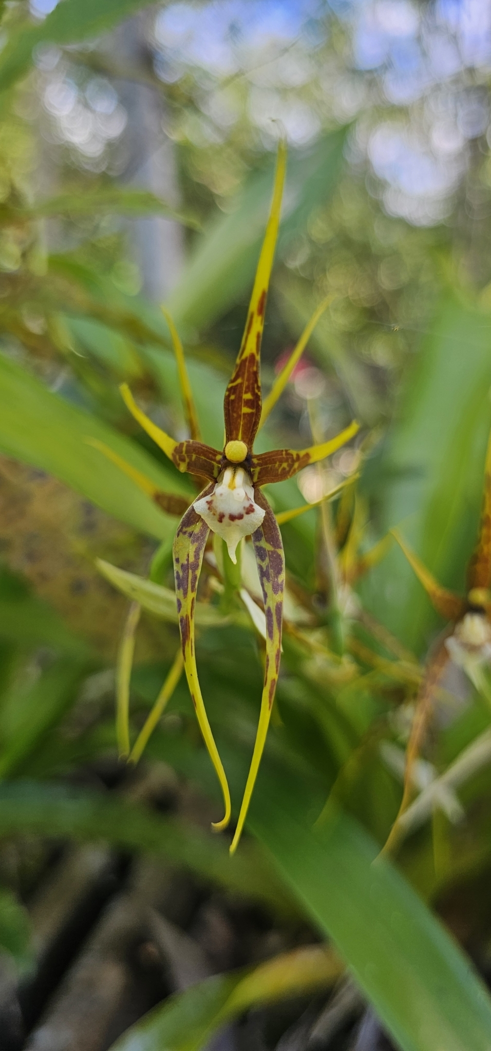 Brassia ocanensis Lindl. 4