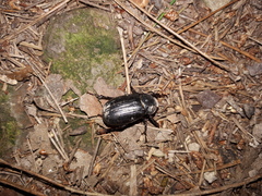 Holotrichia parallela