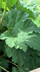 Gunnera tinctoria