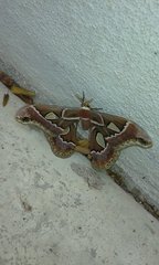 Rothschildia cinctus cinctus