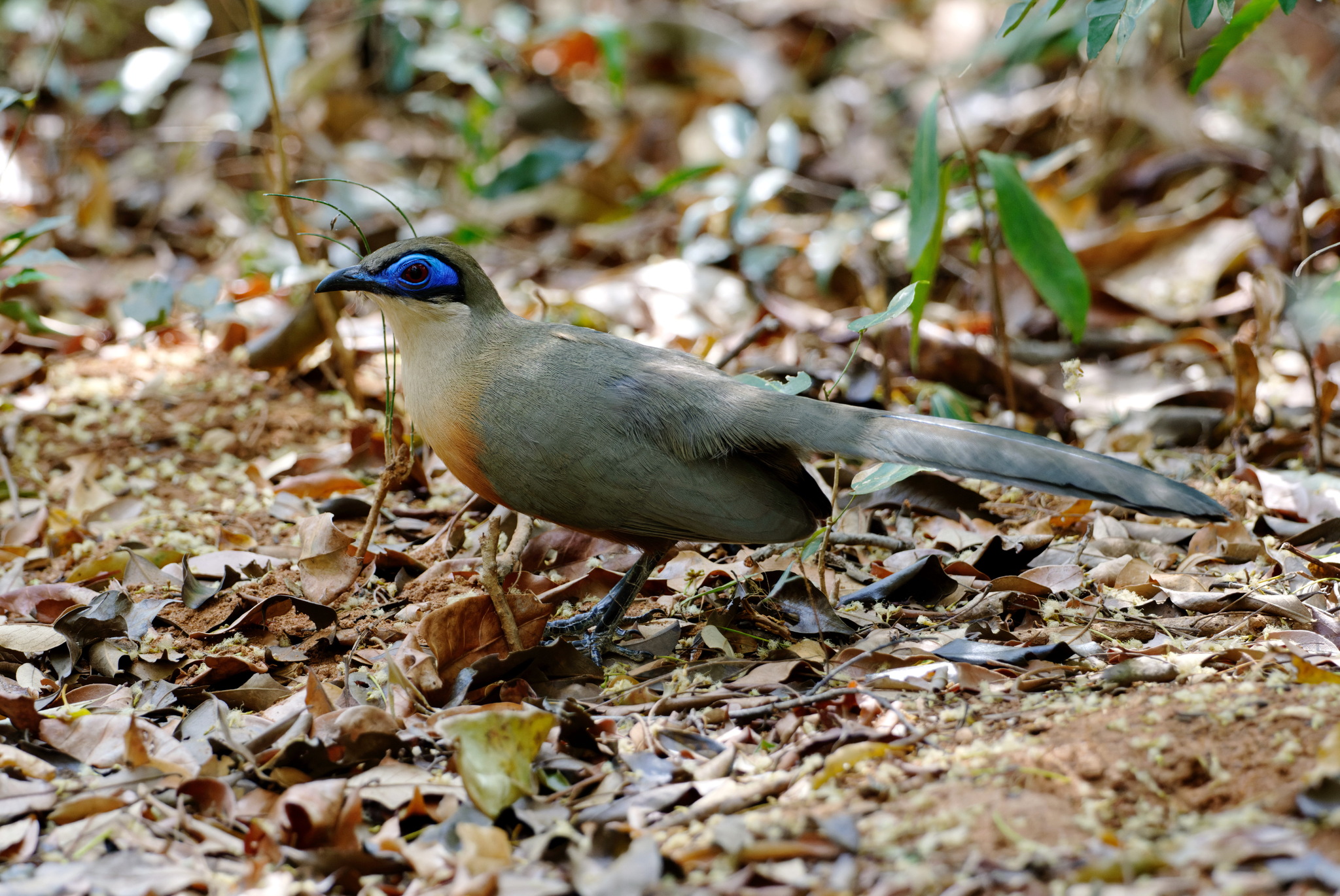 Coquerel's Coua (Coua coquereli), photo 2