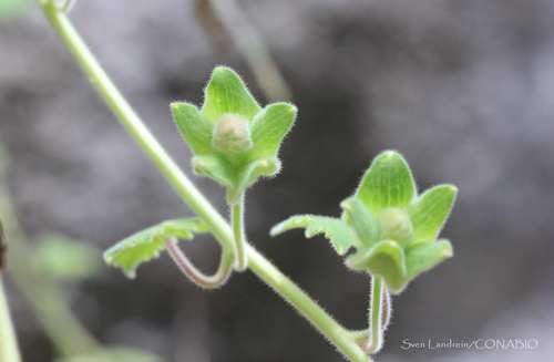 Lophospermum erubescens