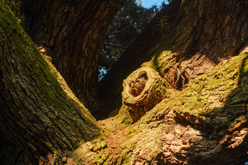 Image of Castanopsis sieboldii by (c) WATANABE Hitoshi 渡辺仁, some rights reserved (CC BY)