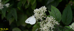 Pieris melete