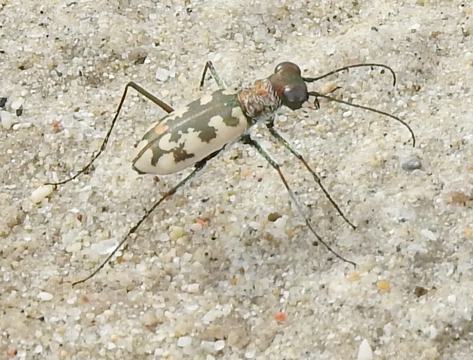 Taenidia