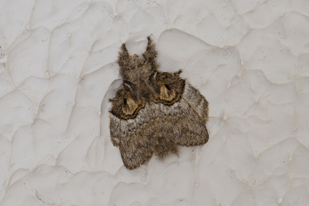 Euglyphis albidifascia