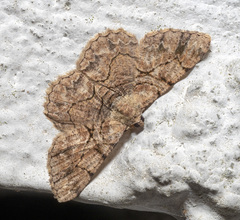 Psilalcis bisinuata