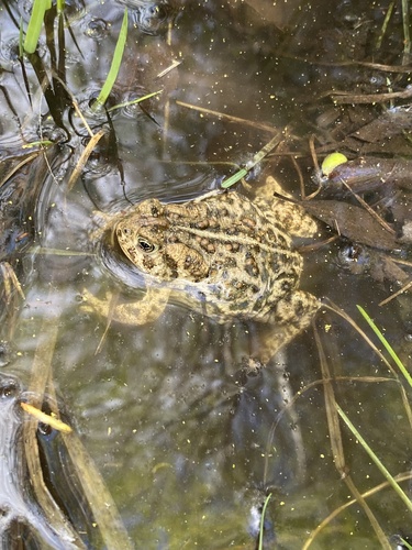 Wyoming Toad (Anaxyrus baxteri), a species recorded in Wyoming