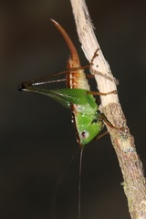 Conocephalus signatus