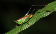 Conocephalus signatus