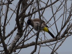 Pycnonotus xanthopygos