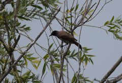 Pycnonotus xanthopygos