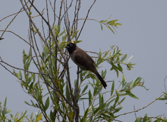 Pycnonotus xanthopygos