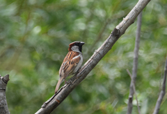 Passer domesticus