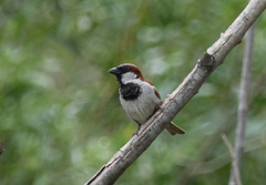 Passer domesticus