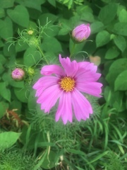 Cosmos parviflorus