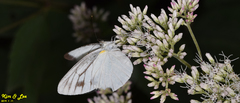 Pieris melete