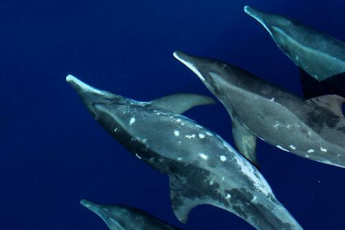 Rough-toothed Dolphin