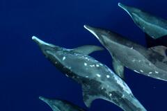 Rough-Toothed Dolphin photo 2