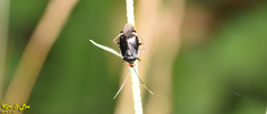 Deraeocoris ater