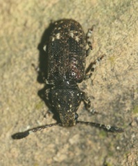 Eucorynus crassicornis