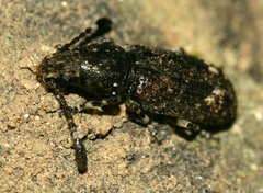 Eucorynus crassicornis