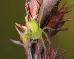 Neosparassus patellatus