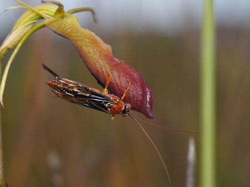Orchid Dupe Wasp