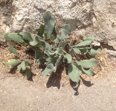 Anchusa strigosa