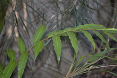 Alpinia arundelliana