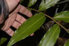 Alpinia arundelliana