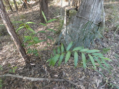 Alpinia arundelliana