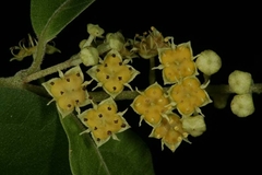 Combretum patelliforme