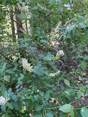 Ceanothus integerrimus macrothyrsus