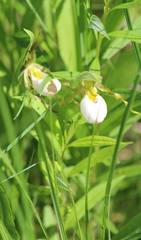 Cypripedium candidum