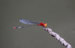 Pseudagrion pilidorsum declaratum