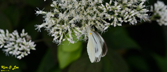 Pieris melete