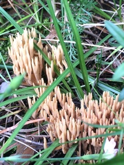 Phaeoclavulina eumorpha