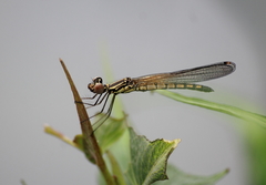 Libellago lineata