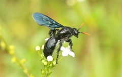 Scolia affinis