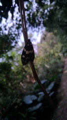 Eterusia aedea formosana