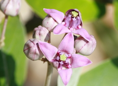 Calotropis gigantea