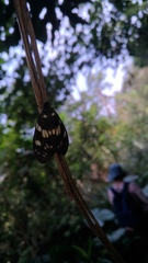 Eterusia aedea formosana