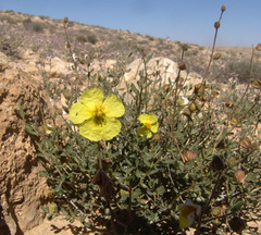 Helianthemum ventosum